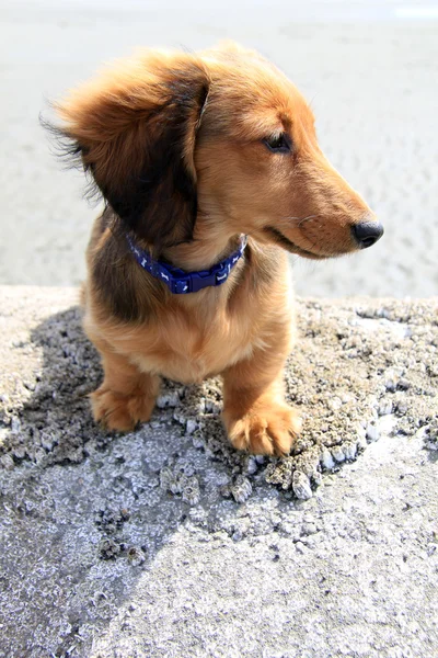 Langharige teckel puppy — Stockfoto
