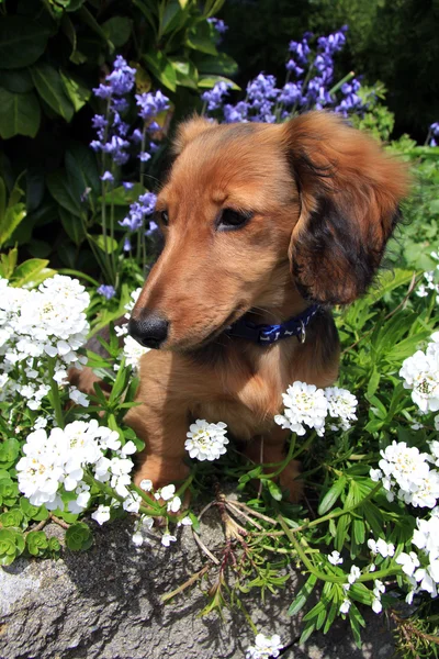 Cachorrinho dachshund de cabelo comprido — Fotografia de Stock