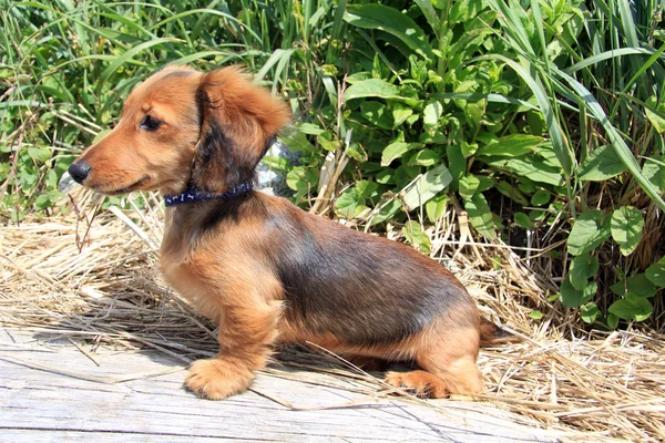 Cachorrinho dachshund de cabelo comprido — Fotografia de Stock