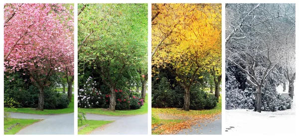 Four seasons on the same street. — Stock Photo, Image