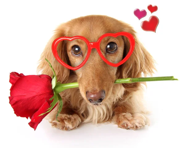 バレンタイン ダックスフンド子犬 — ストック写真