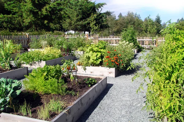 Wspólnoty ogród warzywny — Zdjęcie stockowe