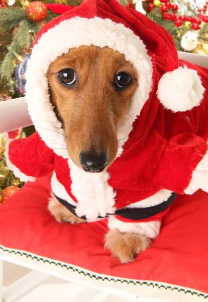 圣诞圣诞老人小狗 — 图库照片
