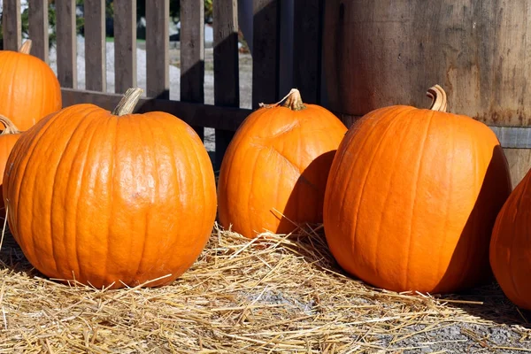 Halloween pompoen patch — Stockfoto