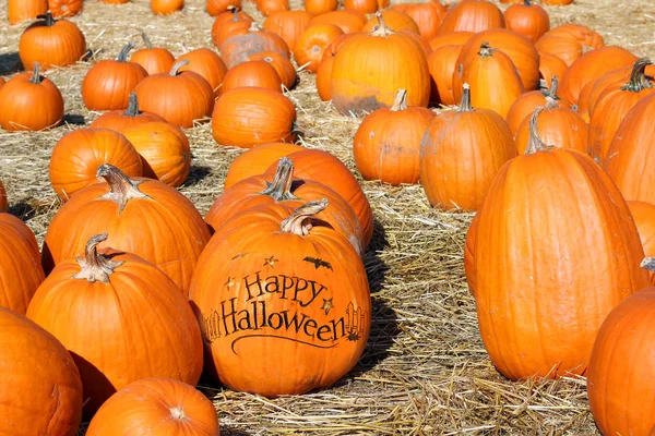 Halloween pumpkin patch — Stockfoto