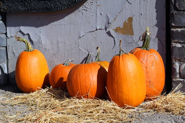 Halloween pumpkin patch — Stock fotografie