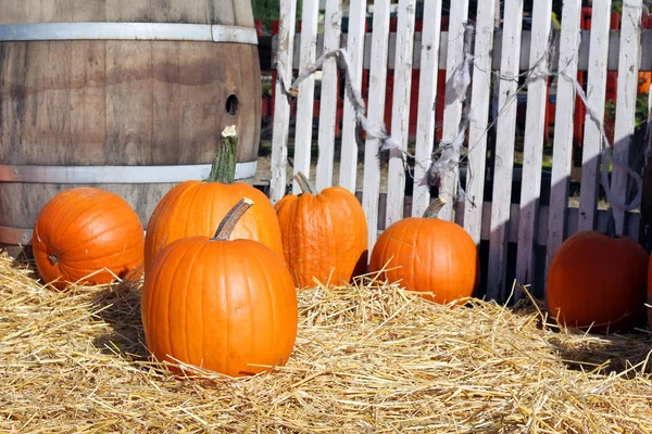 Halloween pompoen patch — Stockfoto