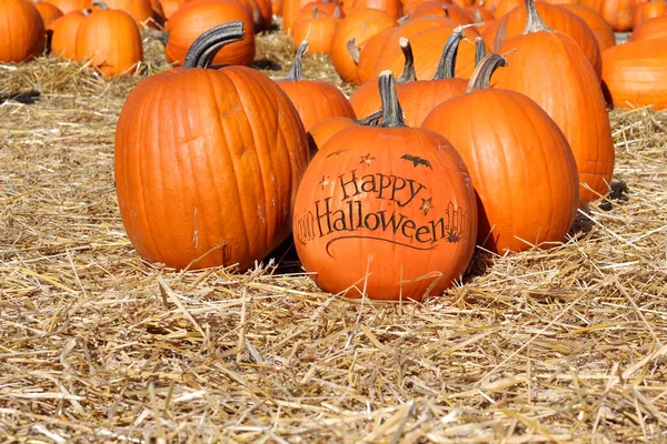 Halloween pumpkin patch — Stockfoto