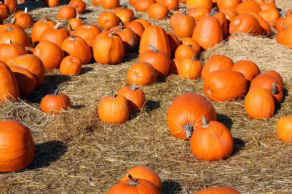 Halloween pompoen patch — Stockfoto