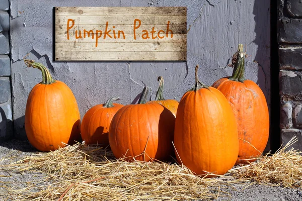 Halloween pumpkin patch — Stock fotografie