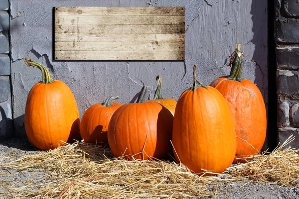 Halloween pumpkin patch — Stockfoto