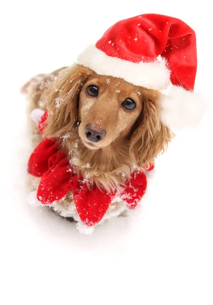 Christmas snow dachshund — Stock Photo, Image