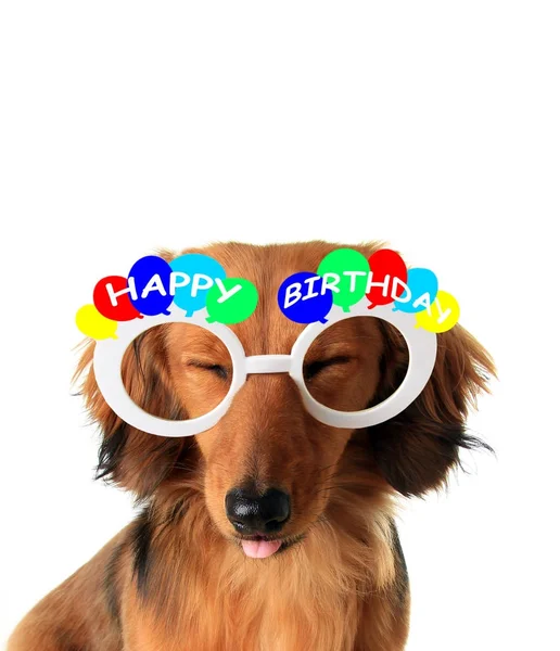 Cachorro feliz aniversário — Fotografia de Stock