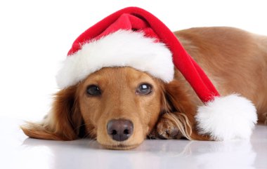 Noel Noel Baba şapkası giyen daksund köpek yavrusu