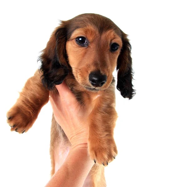 Purebred cățeluș Dachshund — Fotografie, imagine de stoc