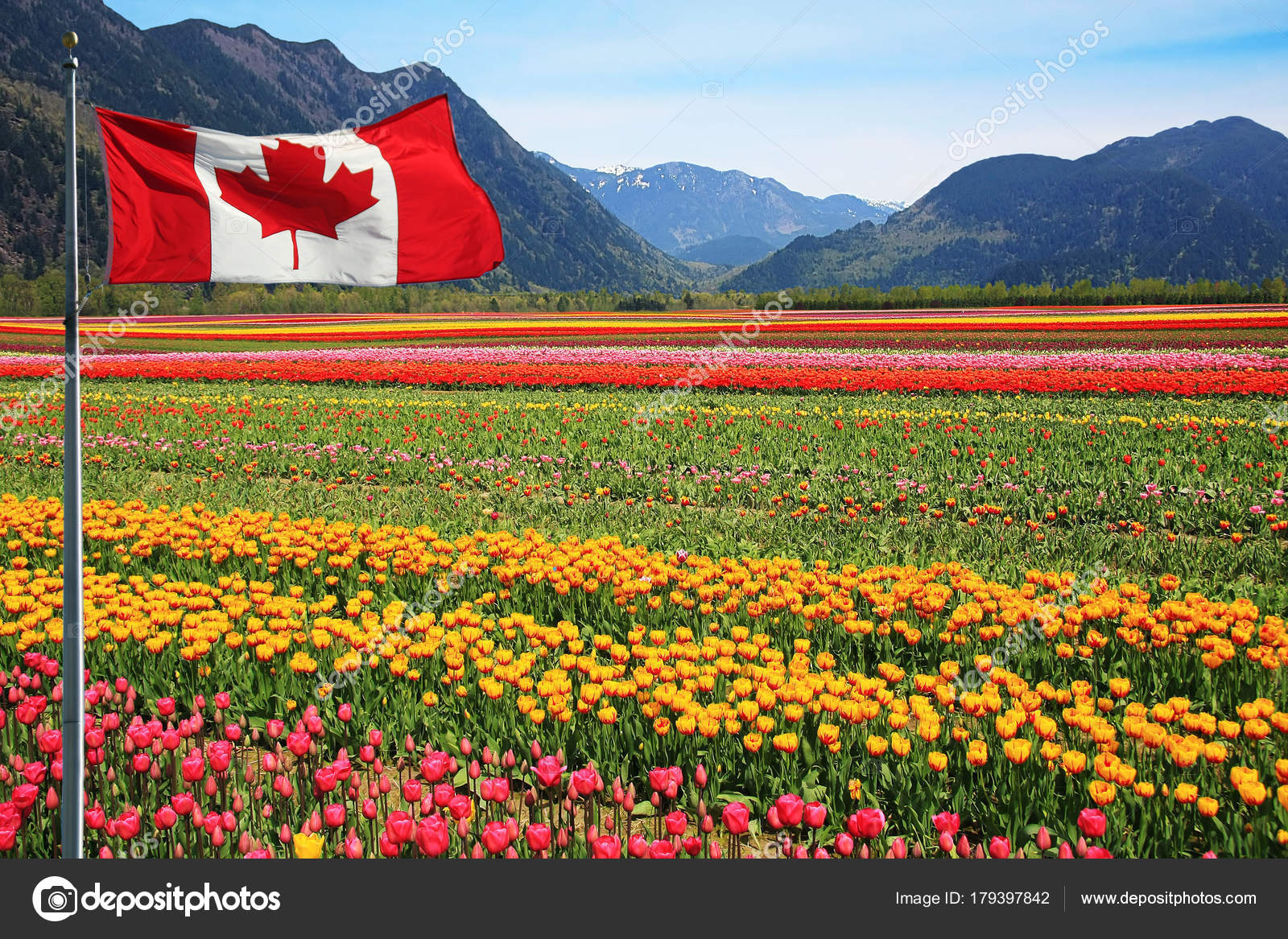 Canada Tulip fields Stock Photo by ©Hannamariah 179397842