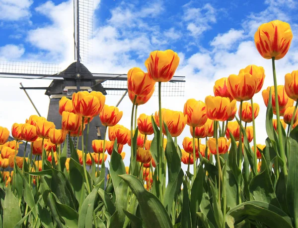Holland tulipas e moinho de vento — Fotografia de Stock