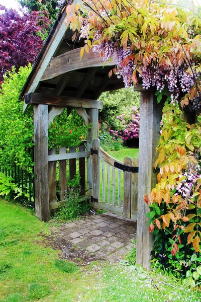 Blooming Wisteria on the garden gate — Stock Photo, Image