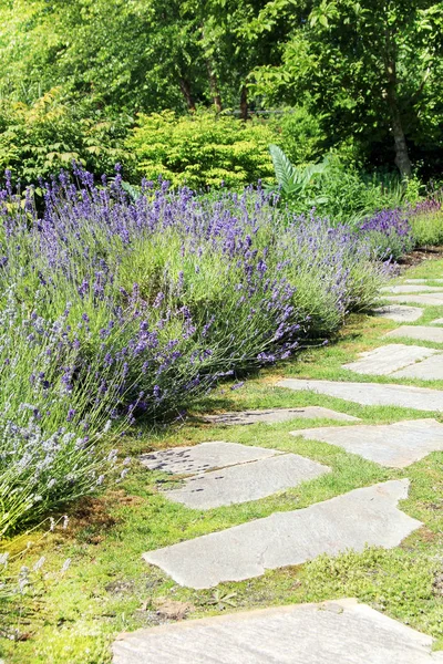 Lavender garden path — Stock Photo, Image