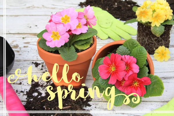 Hei kevät primulas — kuvapankkivalokuva