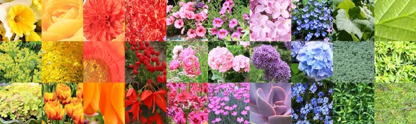 Collage carta de colores compuesto de una gran variedad de flores y —  Fotos de Stock