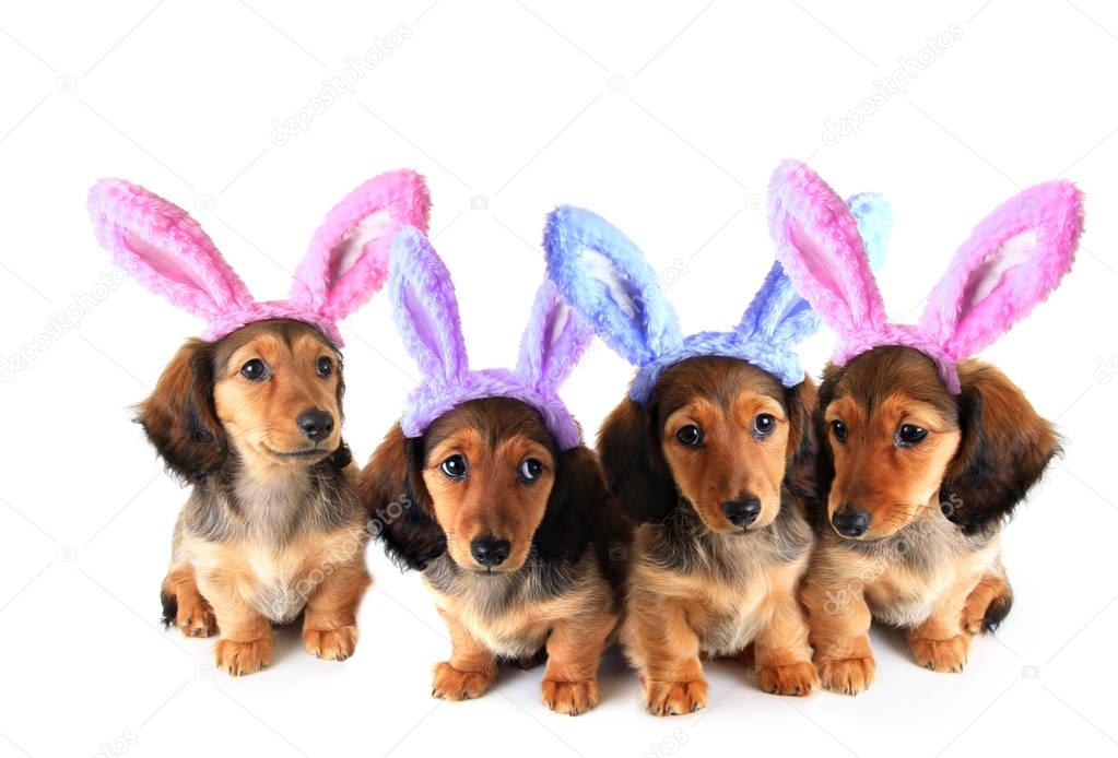 Easter bunny Dachshund puppies — Stock Photo © Hannamariah 183313676