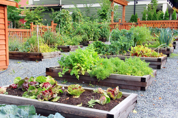 Herb and vegetable garden