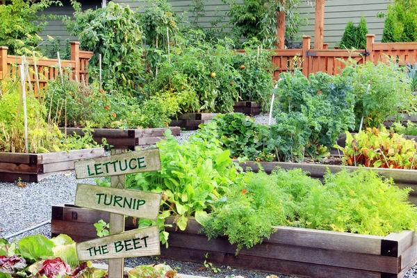 Grönsaks- och ört trädgård. — Stockfoto