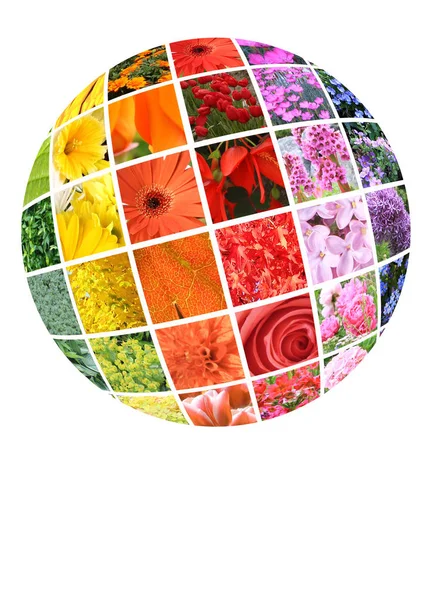 Färgstarka collage av blommor. — Stockfoto