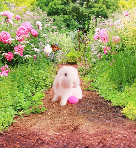 Conejo de Pascua en el Jardín. — Foto de Stock