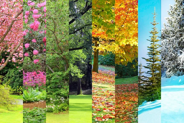 Primavera, verano, otoño, collage de invierno —  Fotos de Stock
