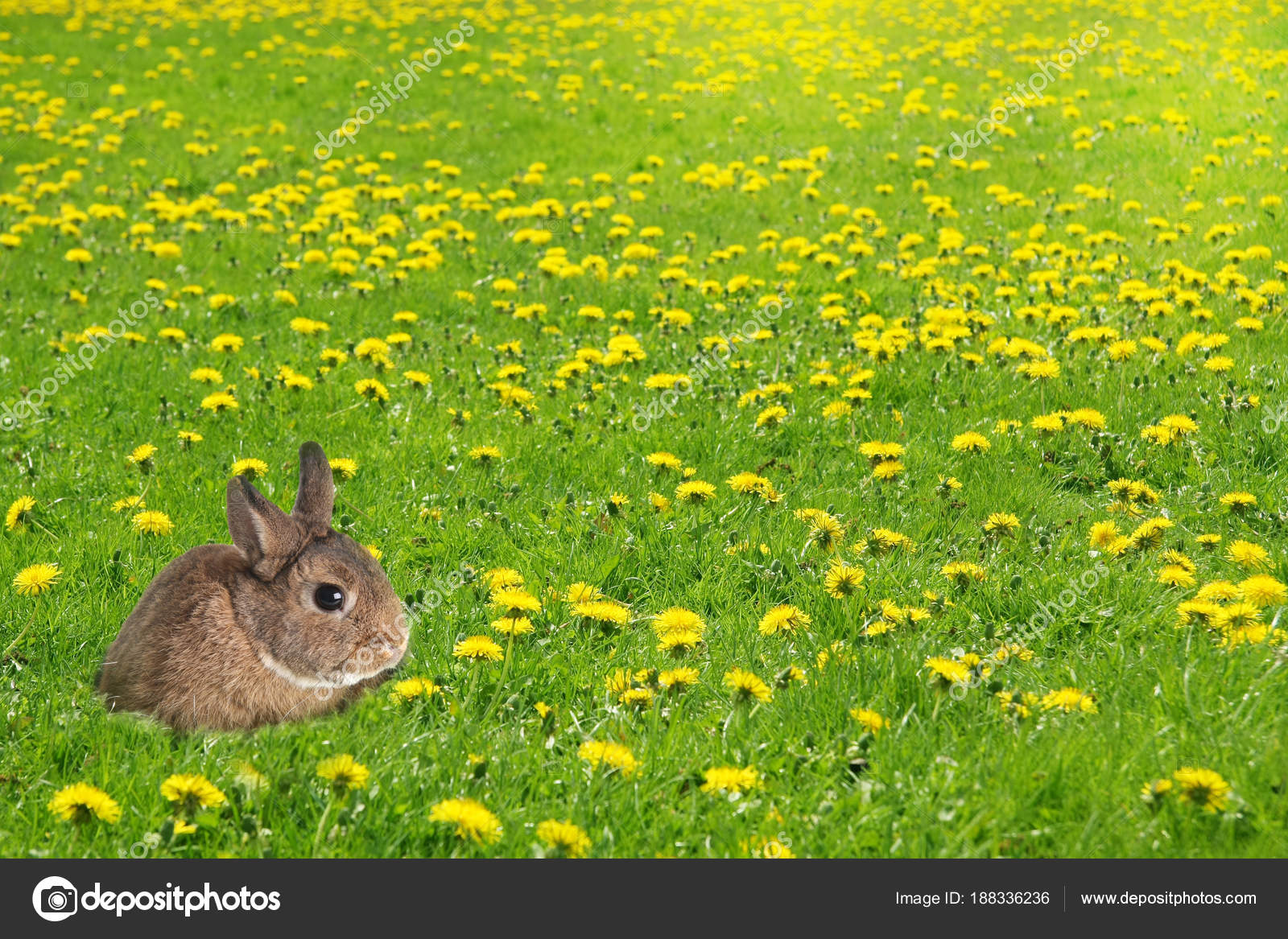Little bunny rabbit in a grass field filled with dandelions. Eas
