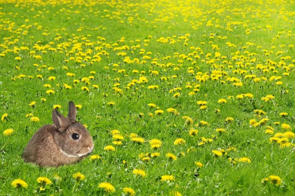 Petit lapin lapin dans un champ d'herbe rempli de pissenlits. Eas — Photo