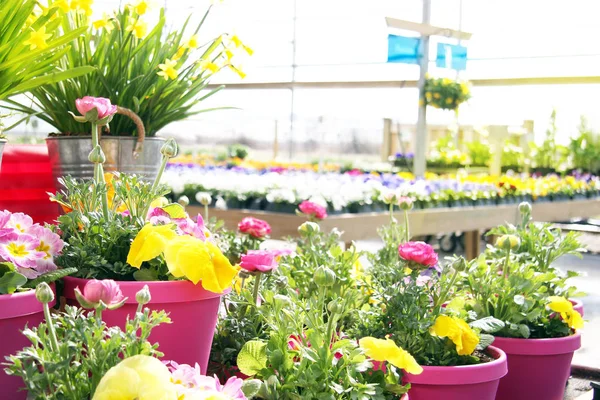 Trädgård plantskola fylld med smörblommor, påskliljor och pansy blo — Stockfoto