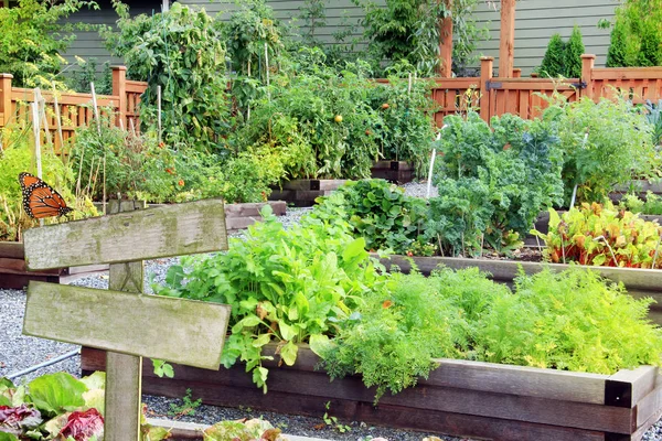 Gemüse- und Kräutergarten. — Stockfoto