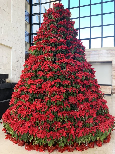 Árbol de Navidad hecho de plantas de poinsettia. Hermoso elegante Po — Foto de Stock