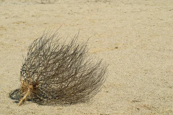 Gros plan d'un buisson désertique sur un sol sablonneux — Photo