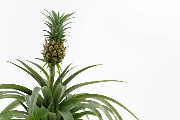 Små baby ananas växer på en planta som isolerad på vit bakgrund med kopia utrymme — Stockfoto