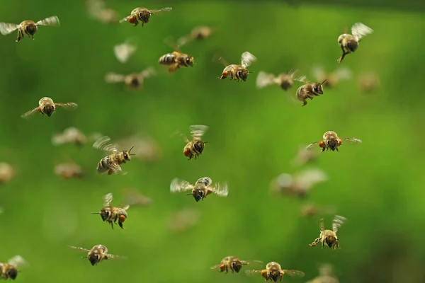 Вид спереди летящих медоносных пчел в рое на зеленом баке — стоковое фото