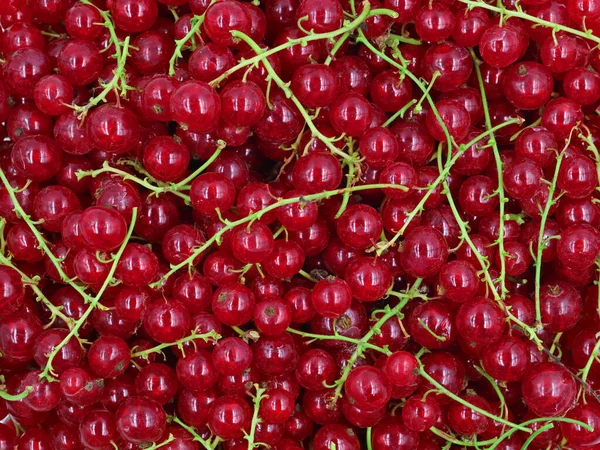 Doğal kırmızı frenk üzümlerinin makro doku arka planı — Stok fotoğraf