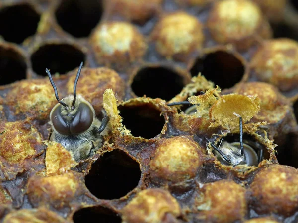 Gros plan d'une éclosion d'abeille d'un nid d'abeille, naissance d'une macro abeille — Photo