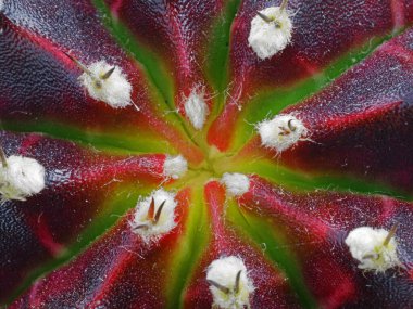 Soyut Gymnocalycium mihanovichii üst görünüm, mor yeşil kaktüs başı makro çekim