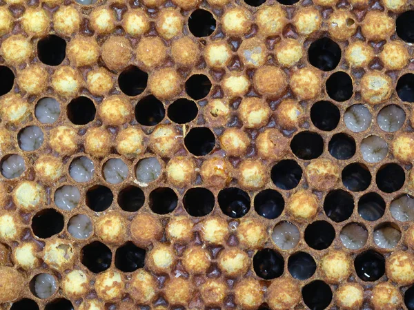 Bir petek içinde arılar drone larva yakın — Stok fotoğraf