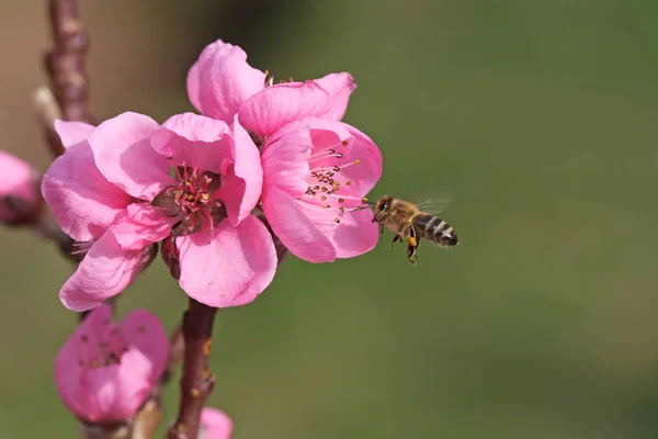 Bee is approaching pink blossom, pollinating bee in spring with copy space