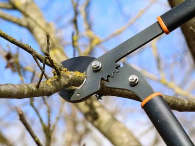 pruning of tree with a anvil looper against blue sky clipart