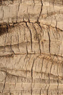 Hindistan cevizi ağacı ile ilgili ayrıntılar