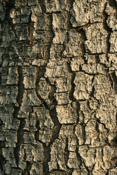 Texture of tree — Stock Photo, Image