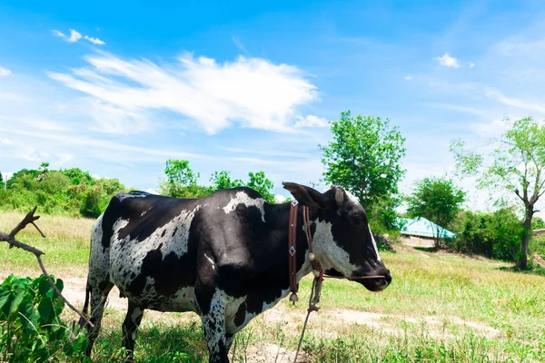 Cow with Toggle pattern black-white