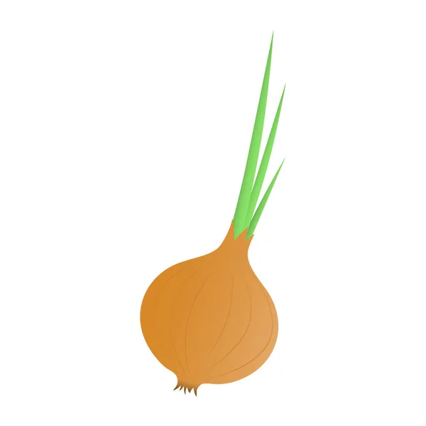 Fresh Vegetable Onion White Background — Stock Vector