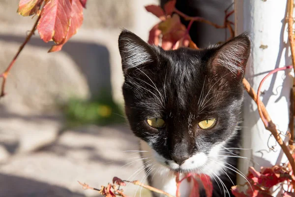 Портрет Черно Белой Кошки Сидящей Фоне Осенних Листьев — стоковое фото